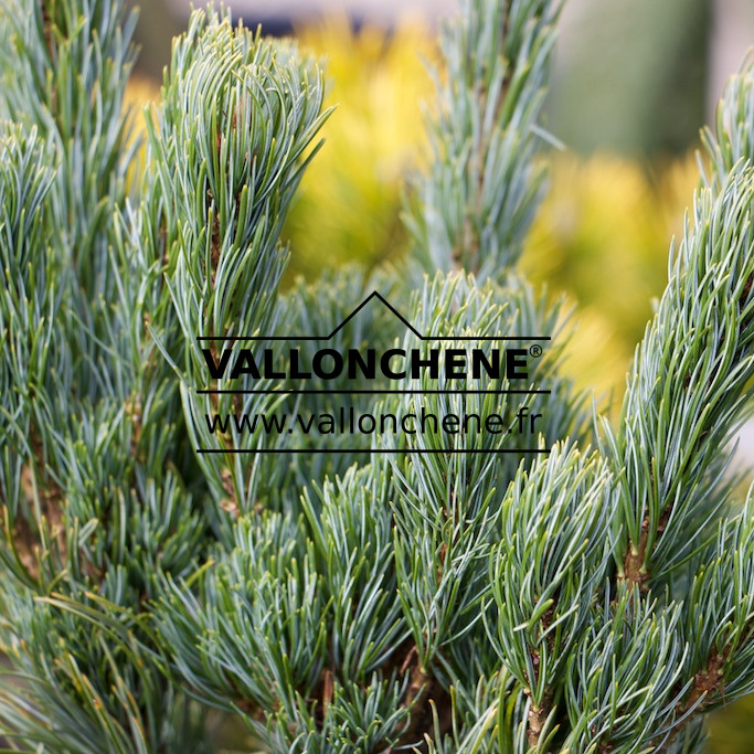PINUS parviflora 'Bergman' en Février