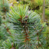 PINUS parviflora 'Blauer Engel' in September