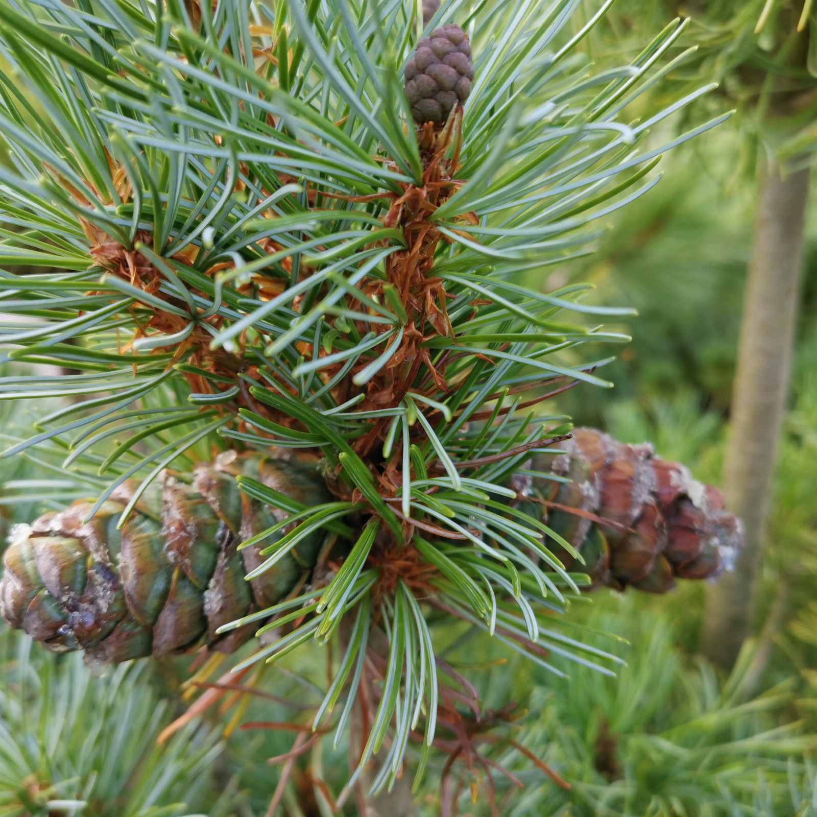 PINUS parviflora ‘Blauer Engel’ en Septembre