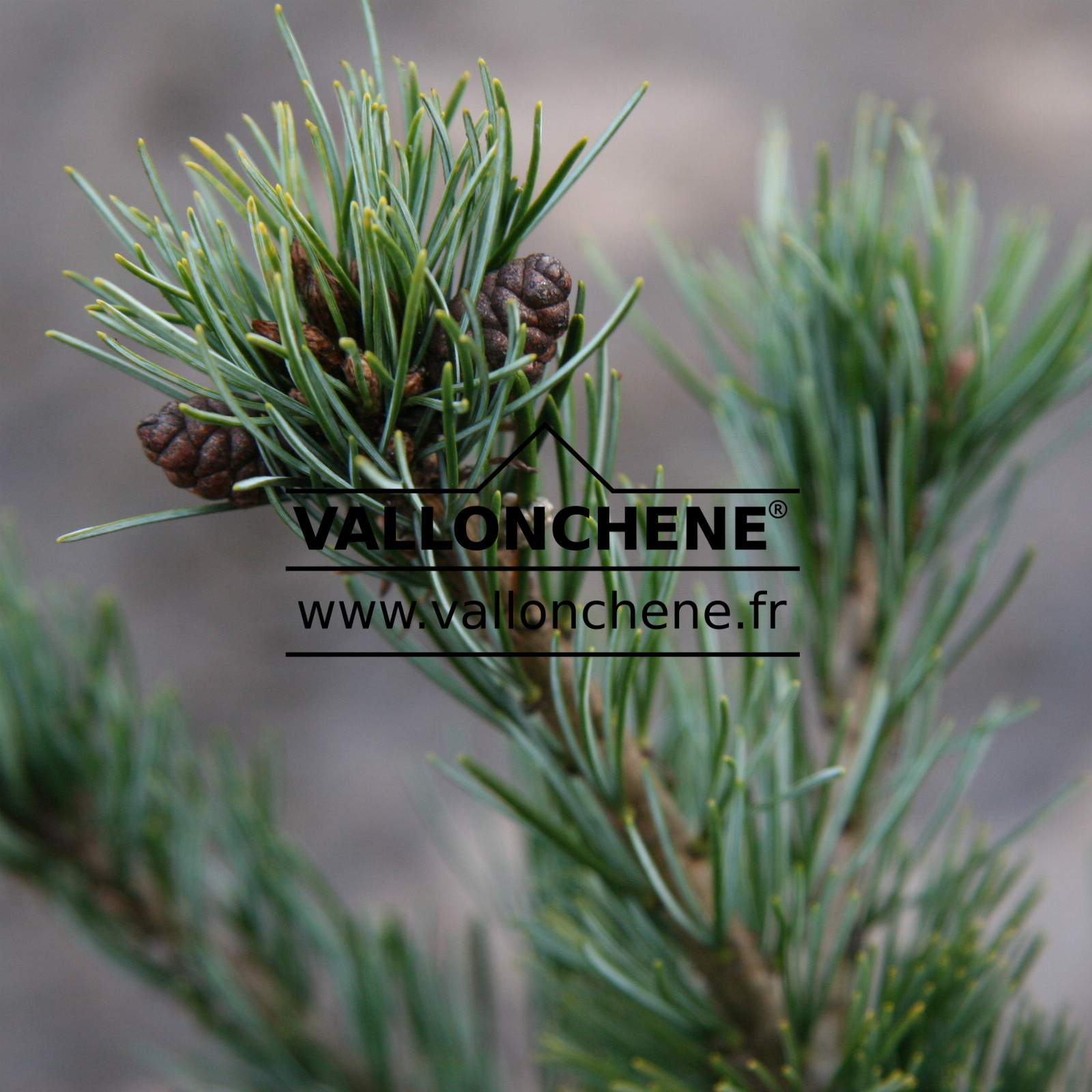 PINUS parviflora ‘Dendo’