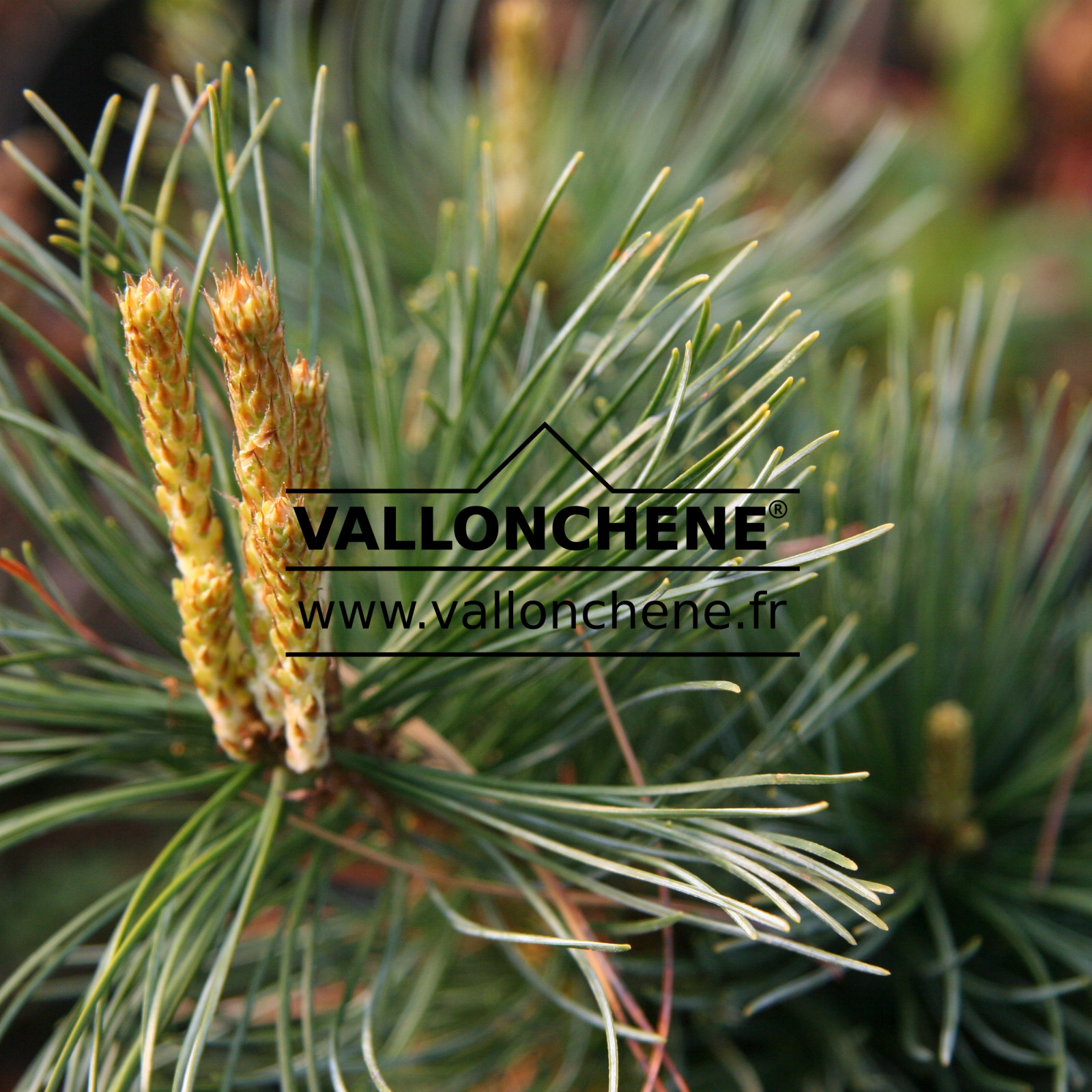 PINUS parviflora ‘Dr. Landis Gold’
