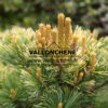 PINUS parviflora 'Fukai' en Avril