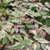 ACER negundo ‚Flamingo‘ en Septembre