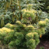 PINUS parviflora 'Goldylocks' en octubre