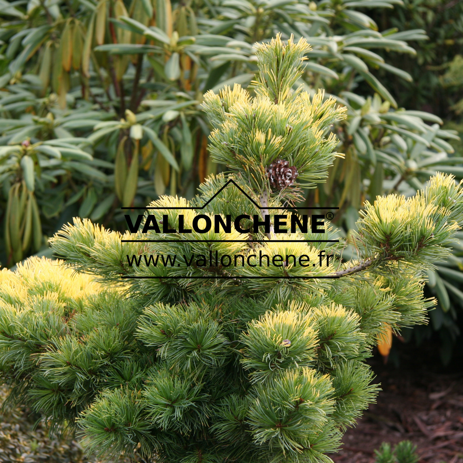 PINUS parviflora 'Goldylocks' en Octobre