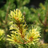 PINUS parviflora 'Goldylocks' en Junio