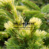 PINUS parviflora 'Goldylocks' en septiembre