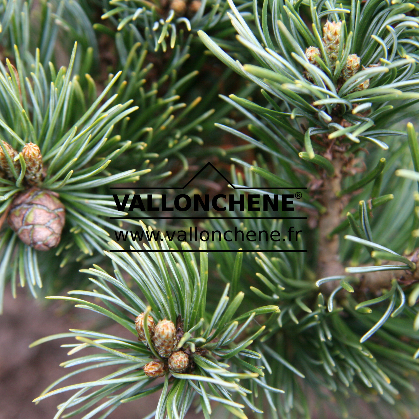 PINUS parviflora ‘Hagaromo’