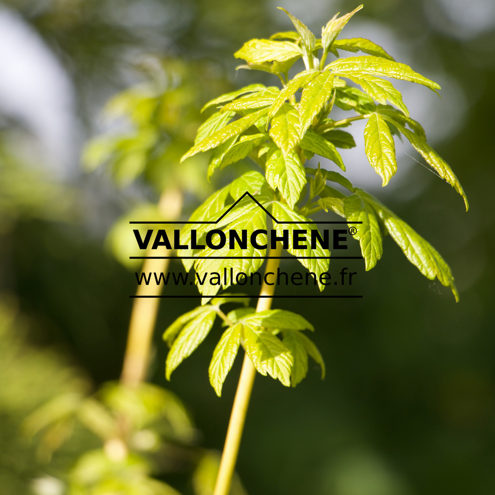 ACER negundo ‚Winter Lightning‘ en Avril