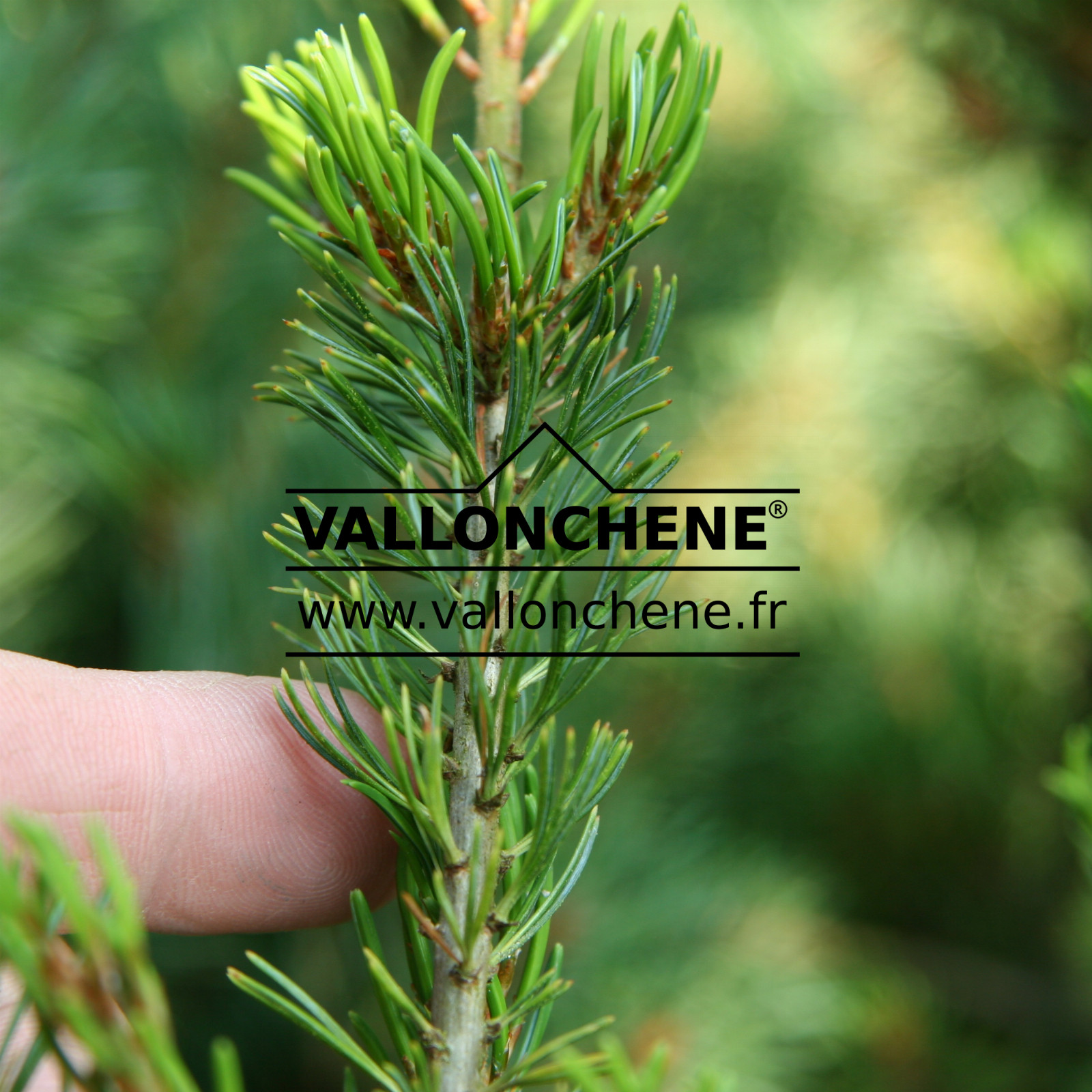 PINUS parviflora ‘Ishi no se’