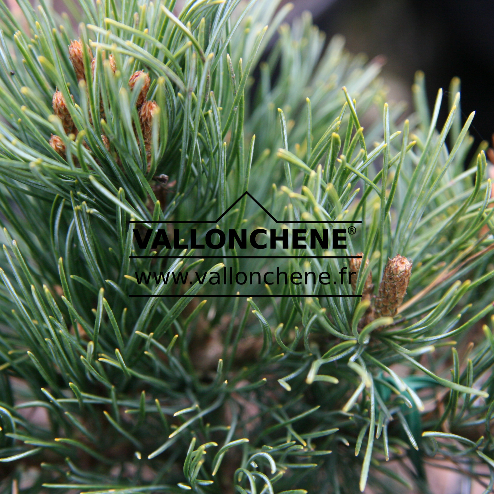 PINUS parviflora ‘Lorraine’