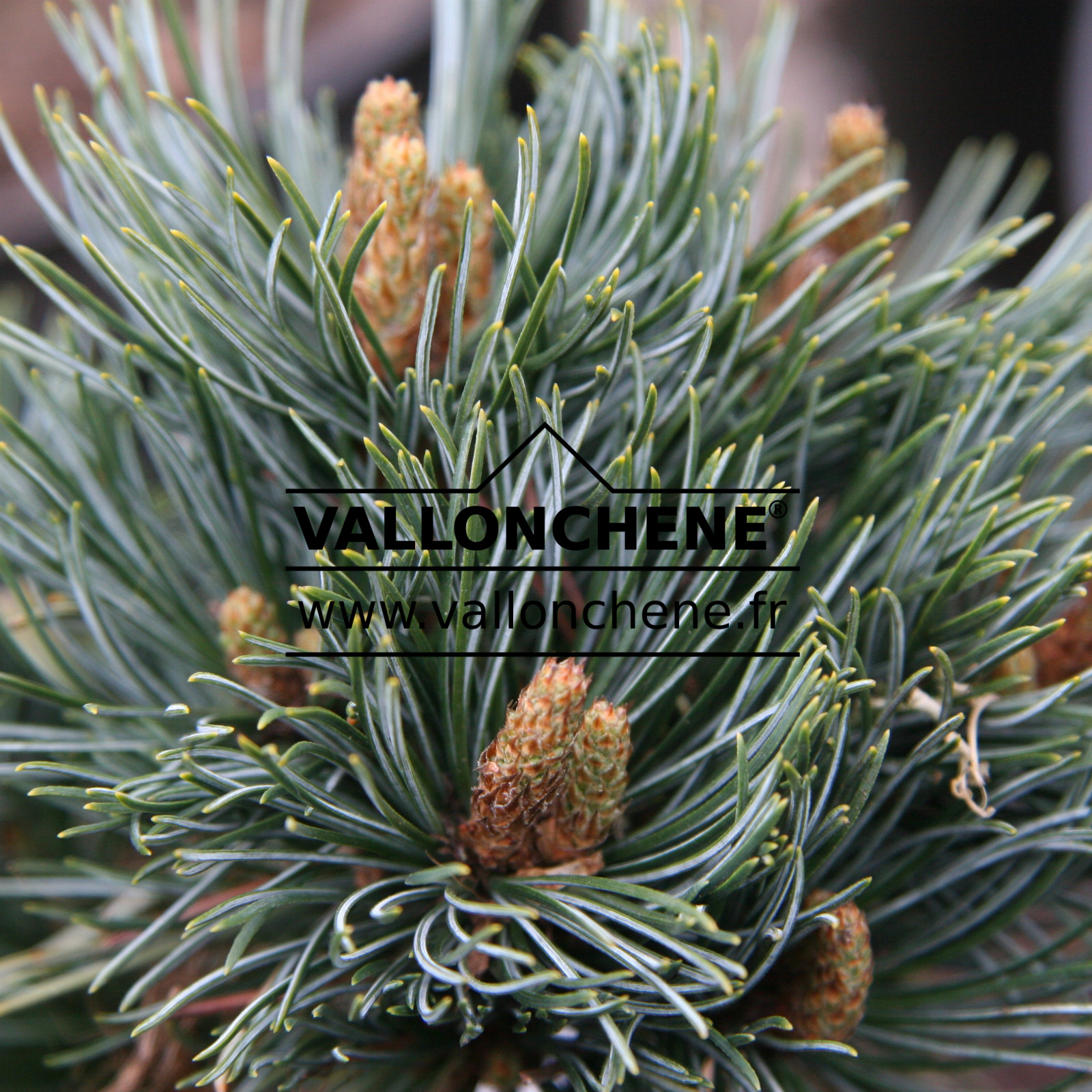 PINUS parviflora ‘Marika’