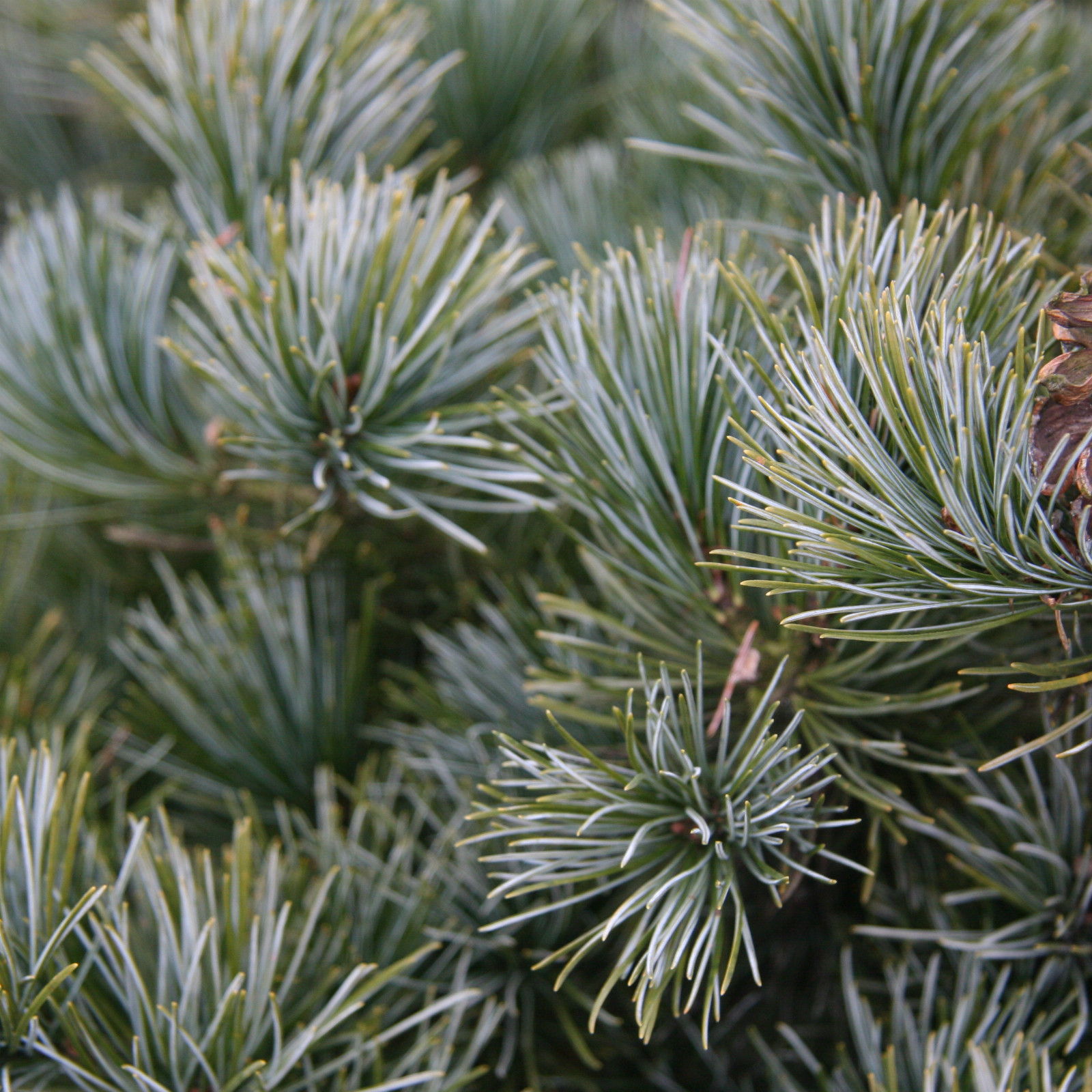 PINUS parviflora 'Negishi' en Mars