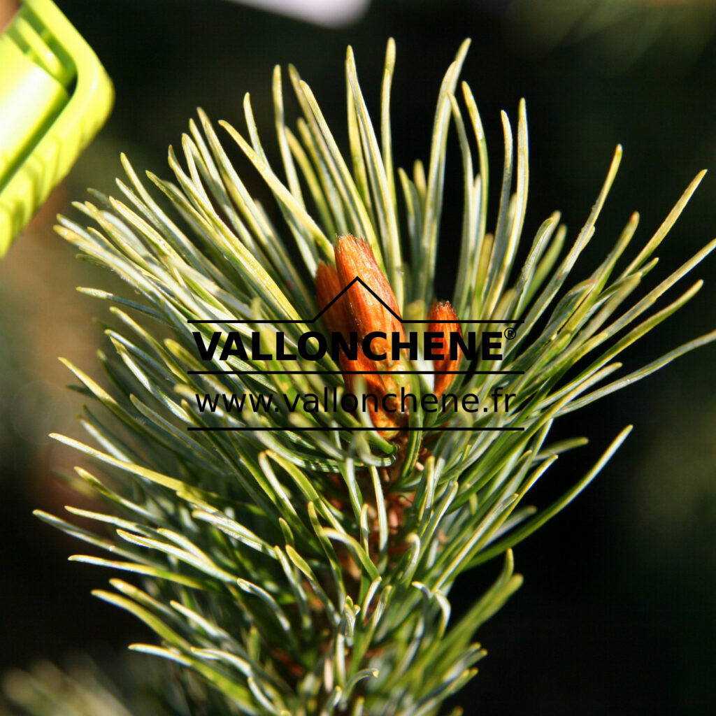 PINUS parviflora 'Ogon Goyo'