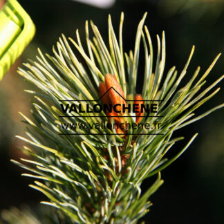 PINUS parviflora 'Ogon Goyo'