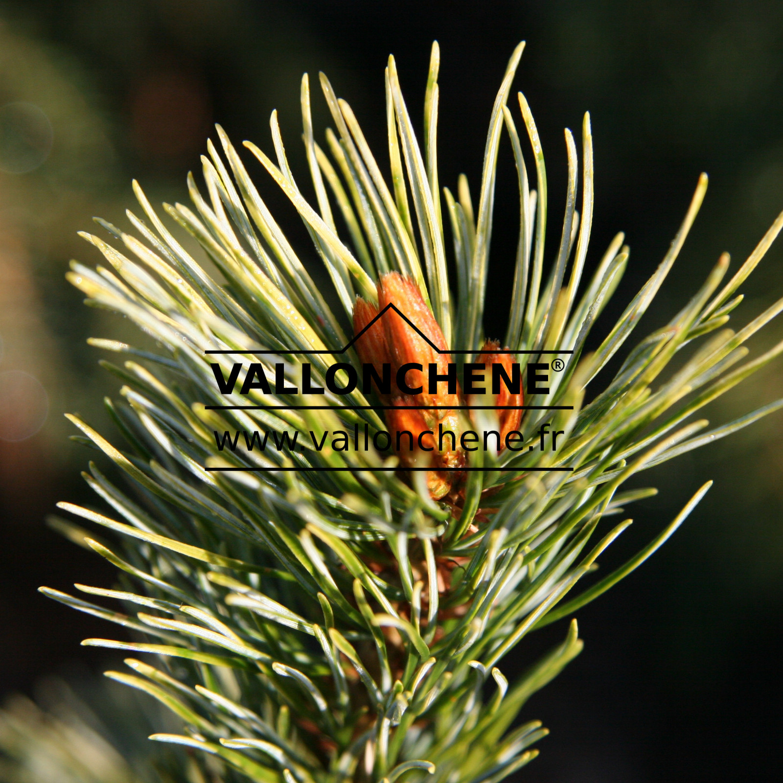 PINUS parviflora ‘Ogon Goyo’ en Octobre