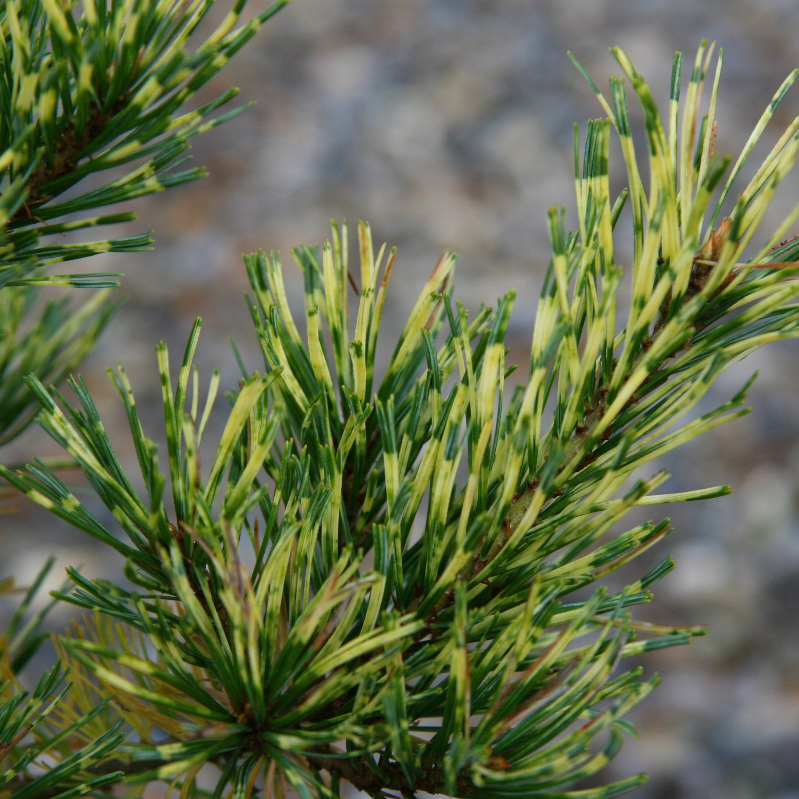 PINUS parviflora ‚Ogon Janome‘ en Octobre