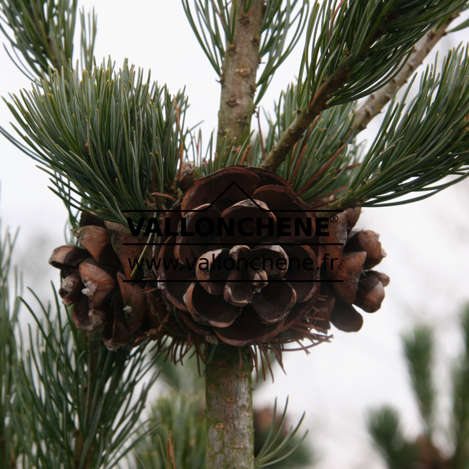 PINUS parviflora ‘Ryu-ju’ en Mars