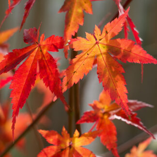 ACER palmatum en Novembre