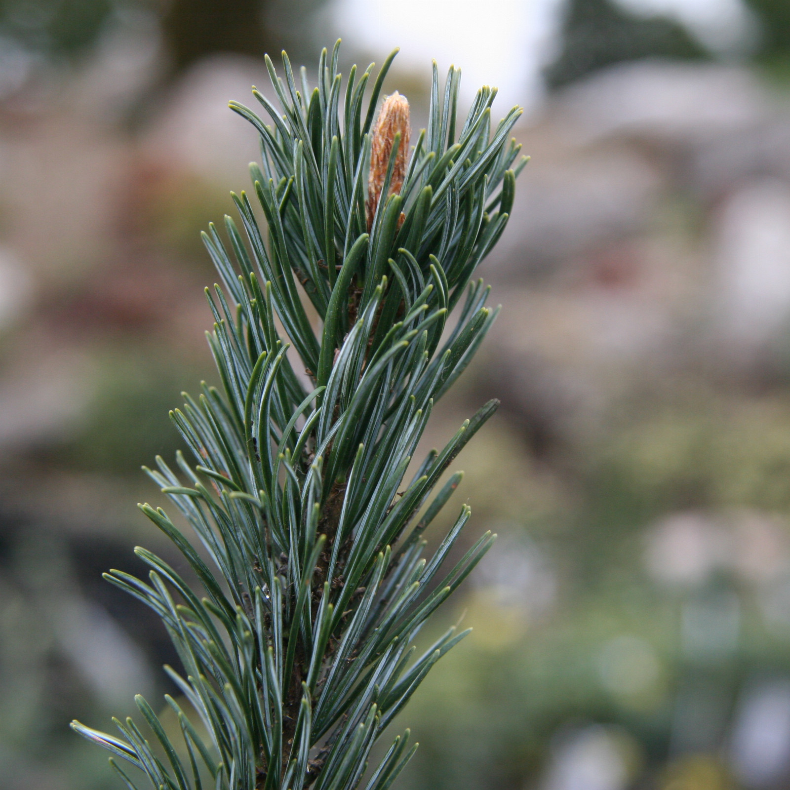 PINUS parviflora ‘Saphir’ en Mars