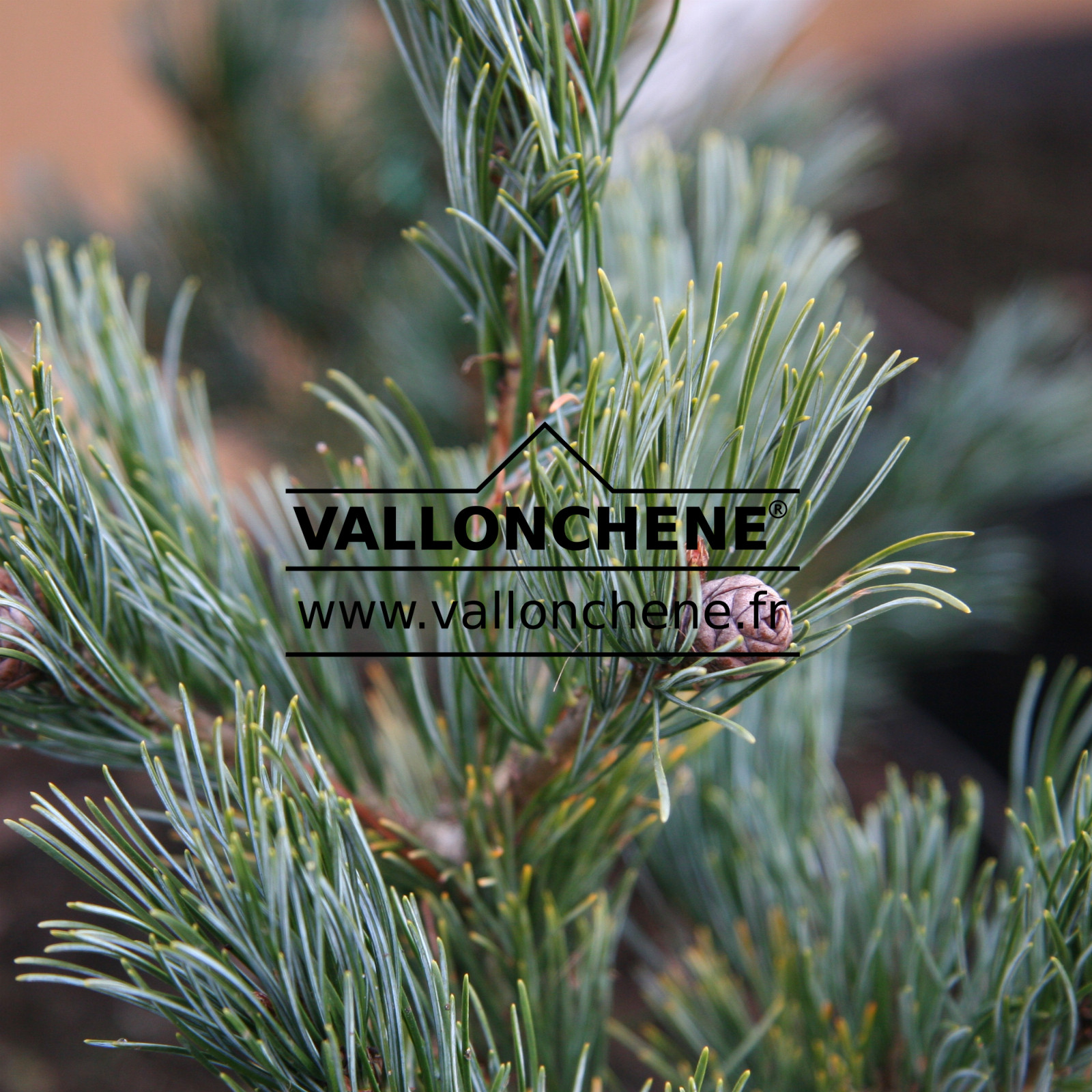 PINUS parviflora ‘Selection’