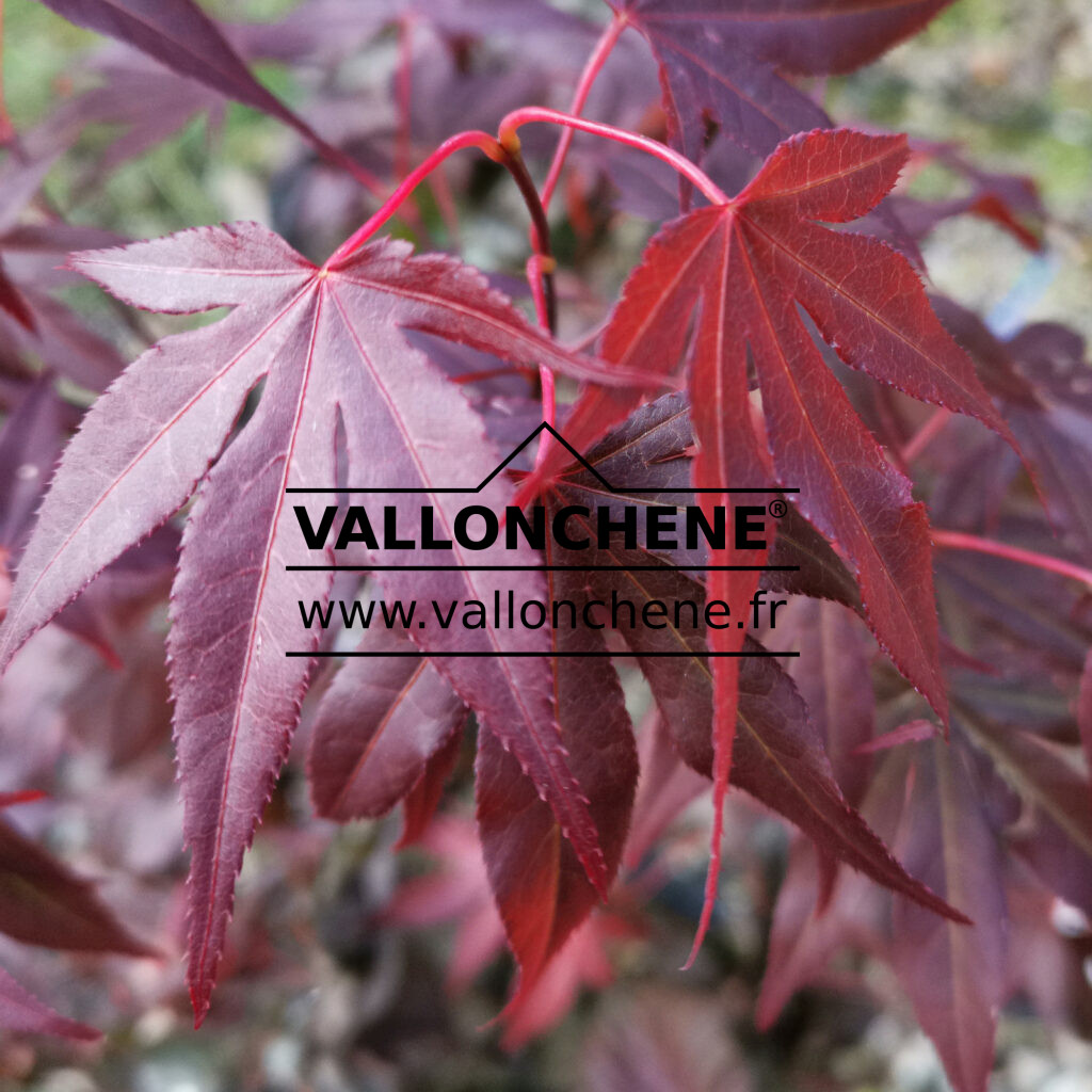 Acer Rouge ACER palmatum 'Atropurpureum' - érable du Japon rouge