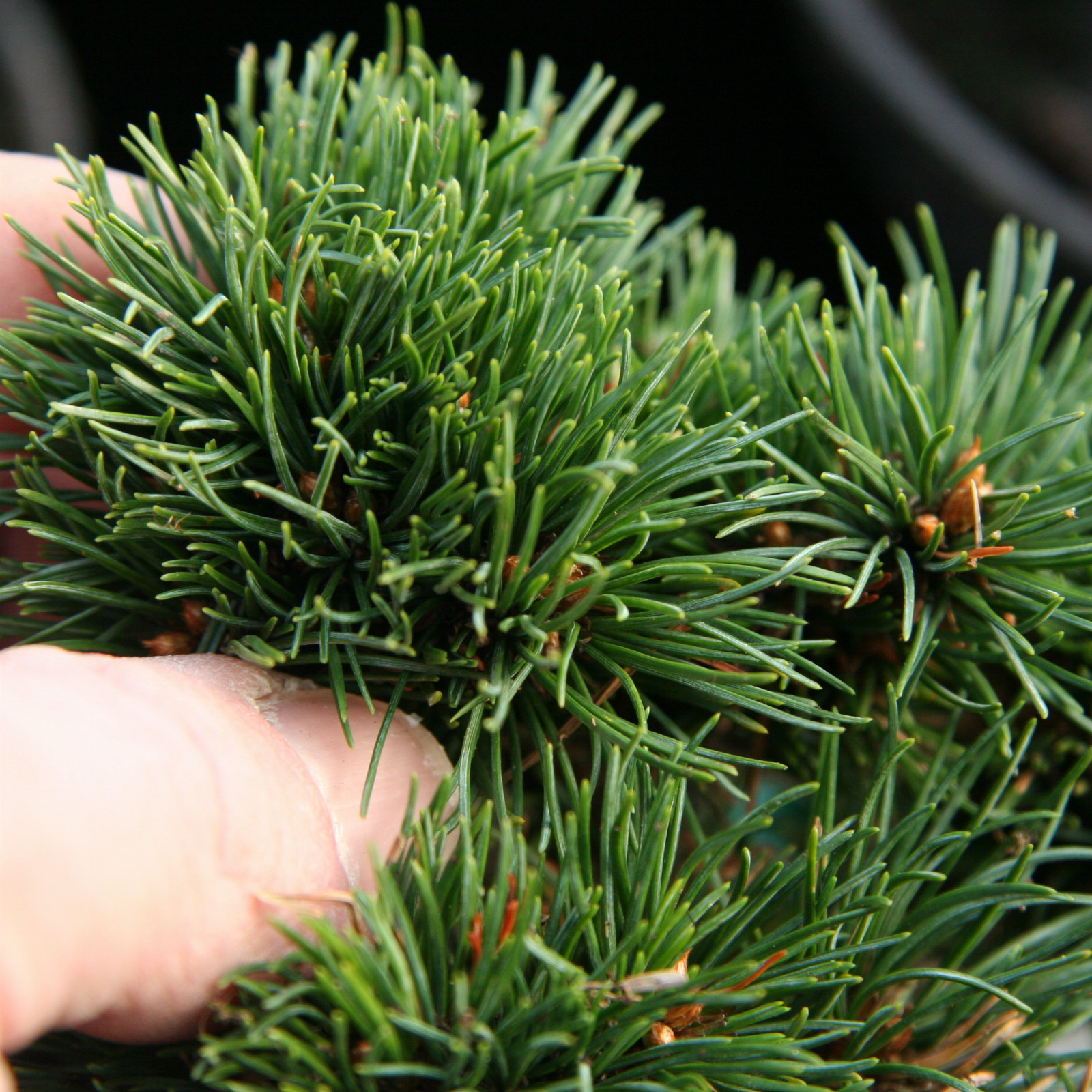 PINUS parviflora ‘Tsai’s Cushion’