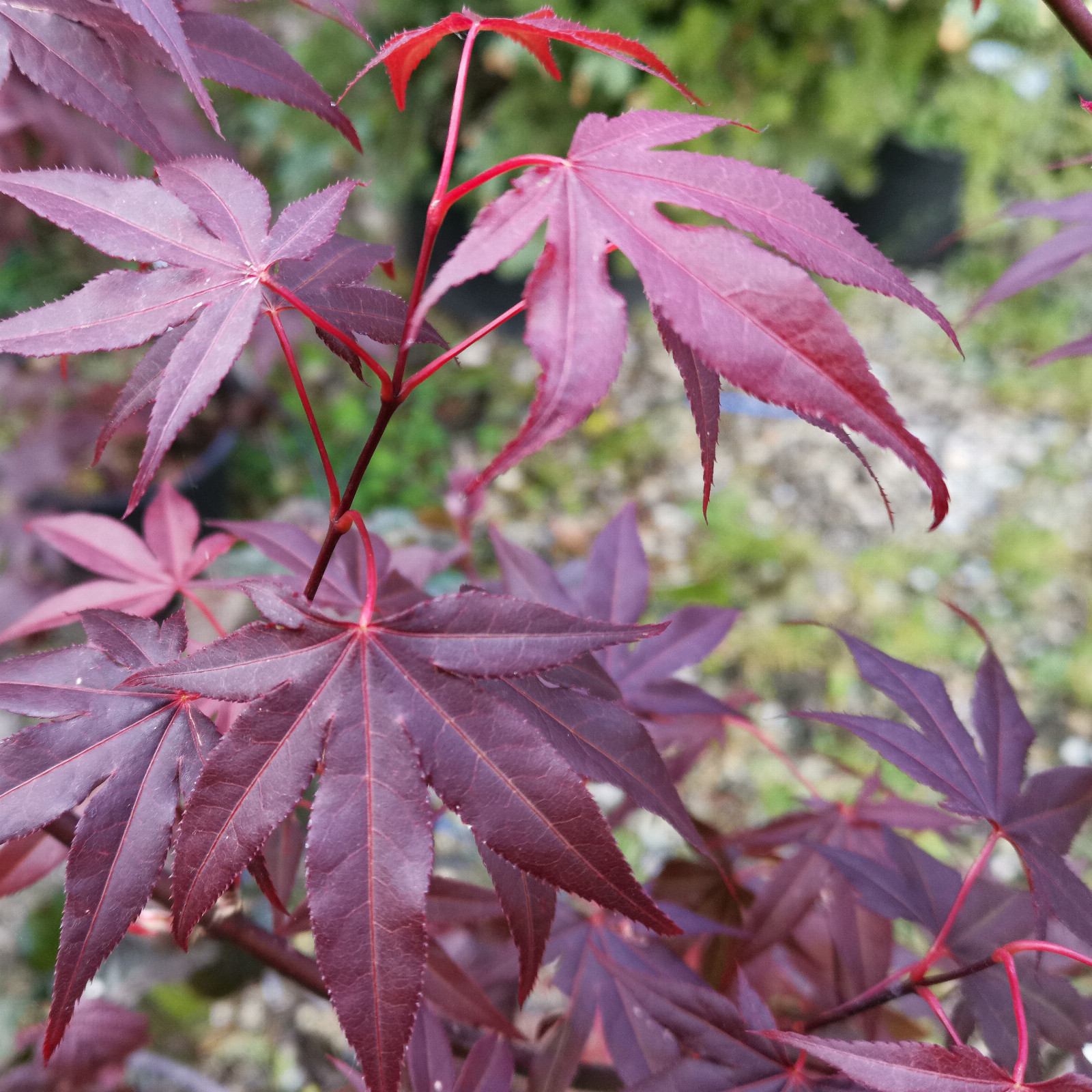 ACER palmatum ‚Atropurpureum‘ en Mai