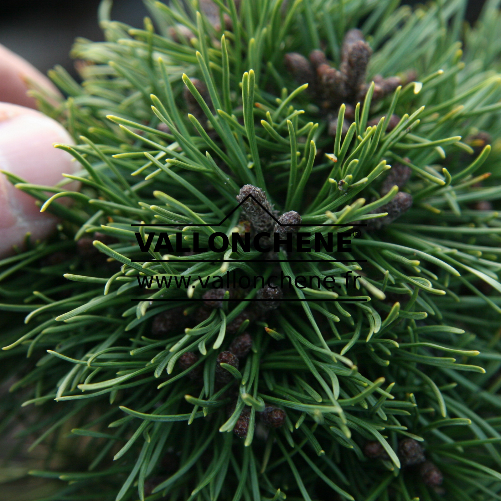 PINUS pseudopumilio ‘Smartak’