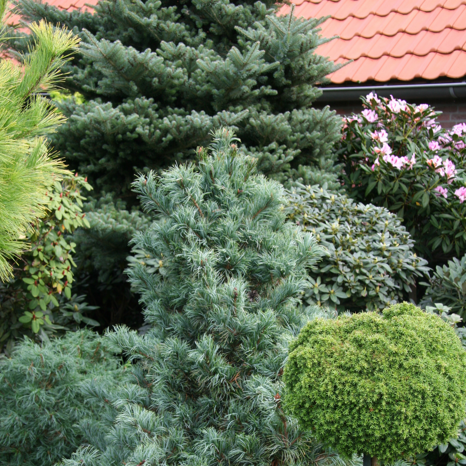 PINUS strobus ‘Green Twist’ en Octobre