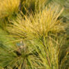 PINUS strobus 'Louie' en febrero