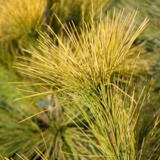 PINUS strobus 'Louie' en Février