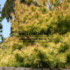 PINUS strobus 'Louie' en abril