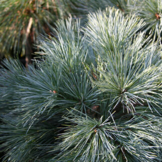 PINUS strobus 'Mary Butler' en Février
