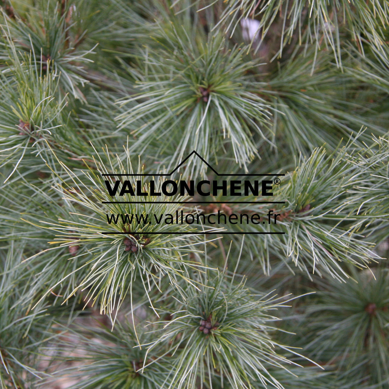 PINUS strobus 'Radiata' en Mars
