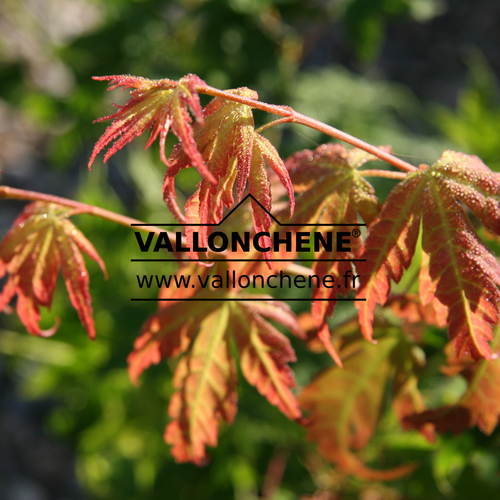 ACER palmatum 'Beni Maiko' en Septembre