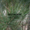 PINUS strobus ‘Stowe Pillar’ en Mars PINUS strobus ‘Stowe Pillar’ en Mars