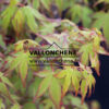 ACER palmatum 'Beni Otome' en Avril