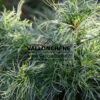 PINUS strobus ‚Tiny Kurls‘ en Octobre