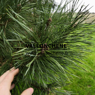 PINUS sylvestris en Mars