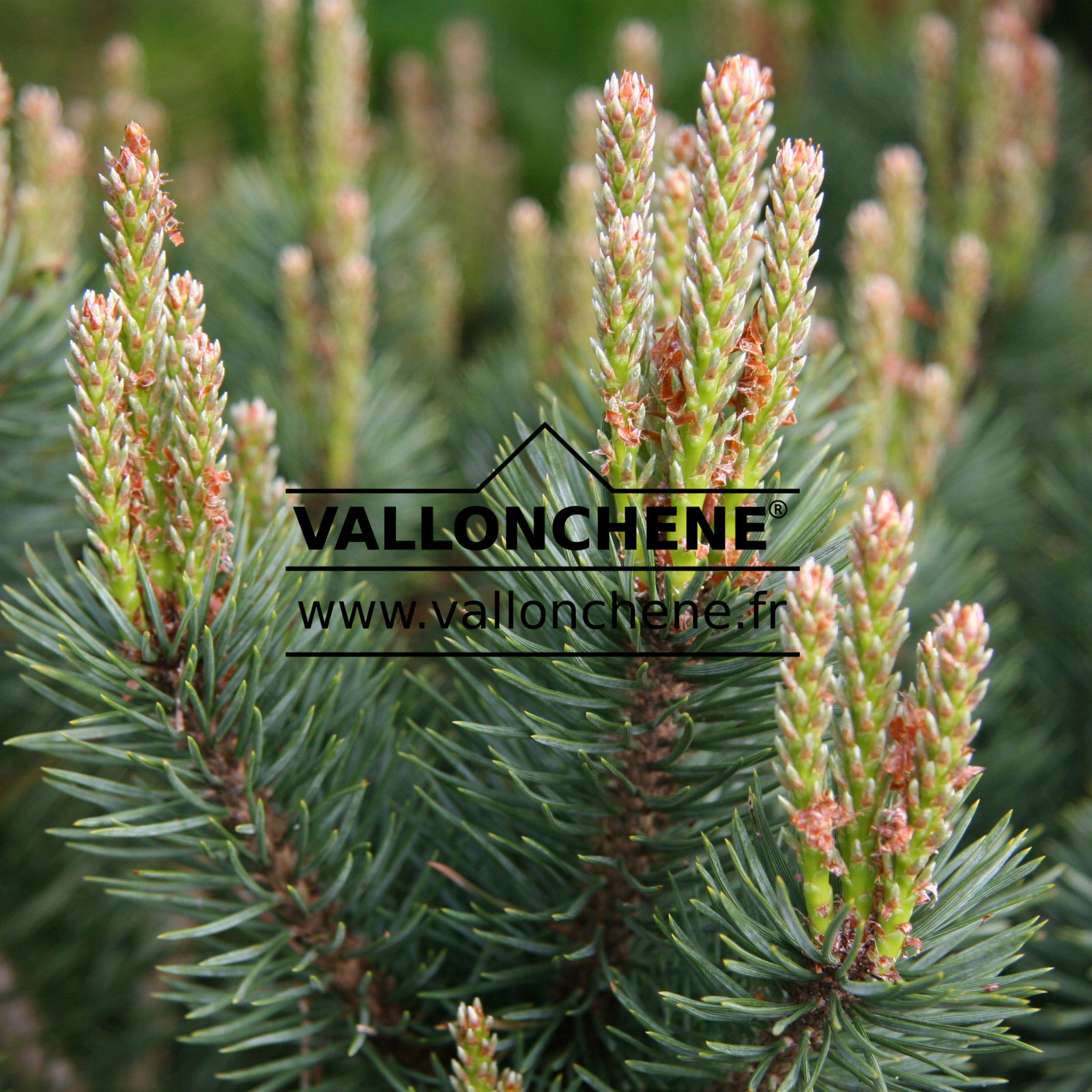 PINUS sylvestris ‘Beuvronensis’ en Mai