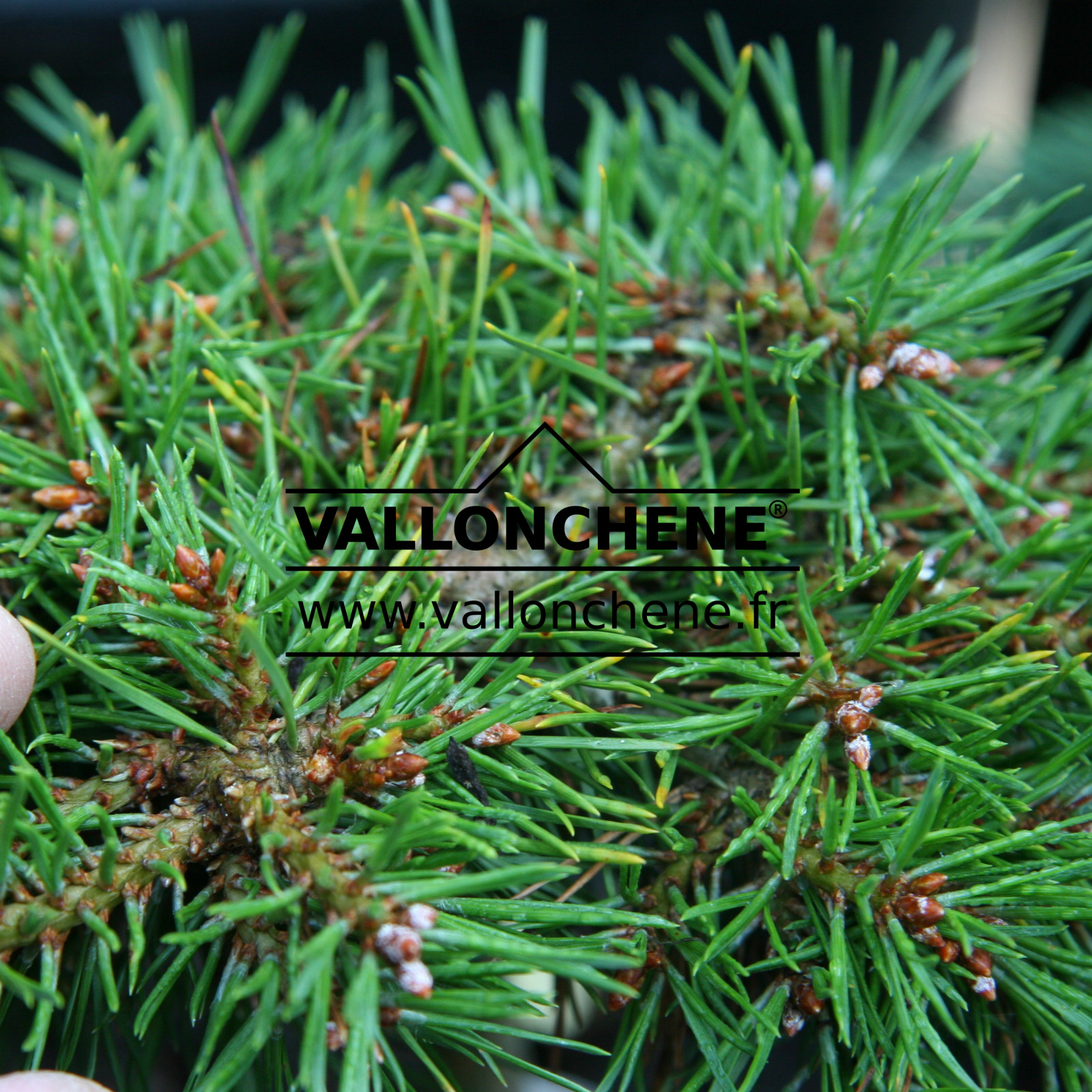 PINUS sylvestris ‘Bexel W.B.’