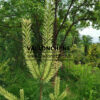 PINUS sylvestris ‘Candlelight’ en Juin PINUS sylvestris 'Candlelight' en Juin