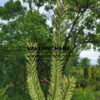 PINUS sylvestris ‘Candlelight’ en Juin PINUS sylvestris 'Candlelight' en Juin