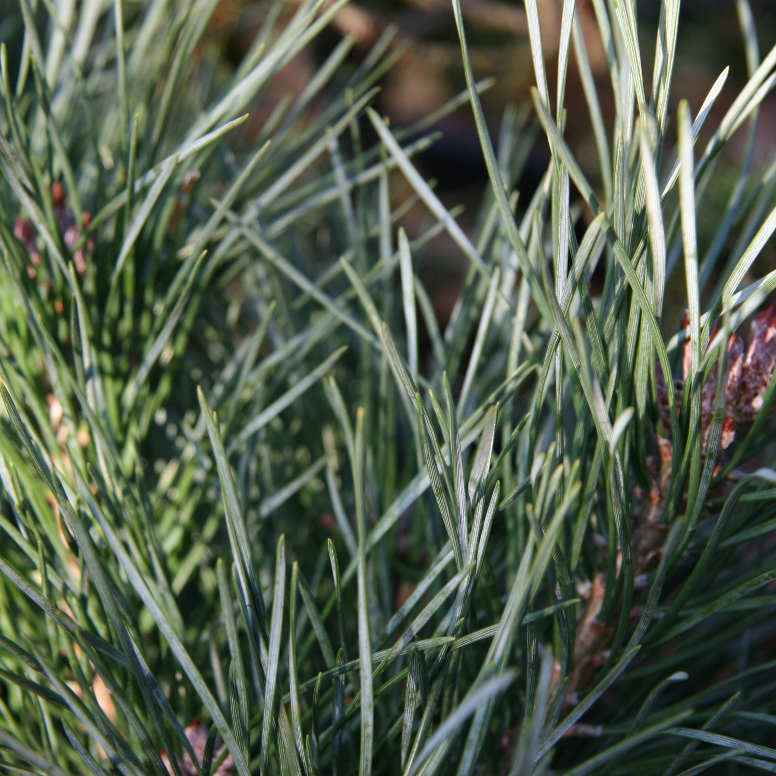 PINUS sylvestris 'Chantry Blue' en Novembre