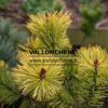 PINUS sylvestris ‚Meffengowd‘ en Avril