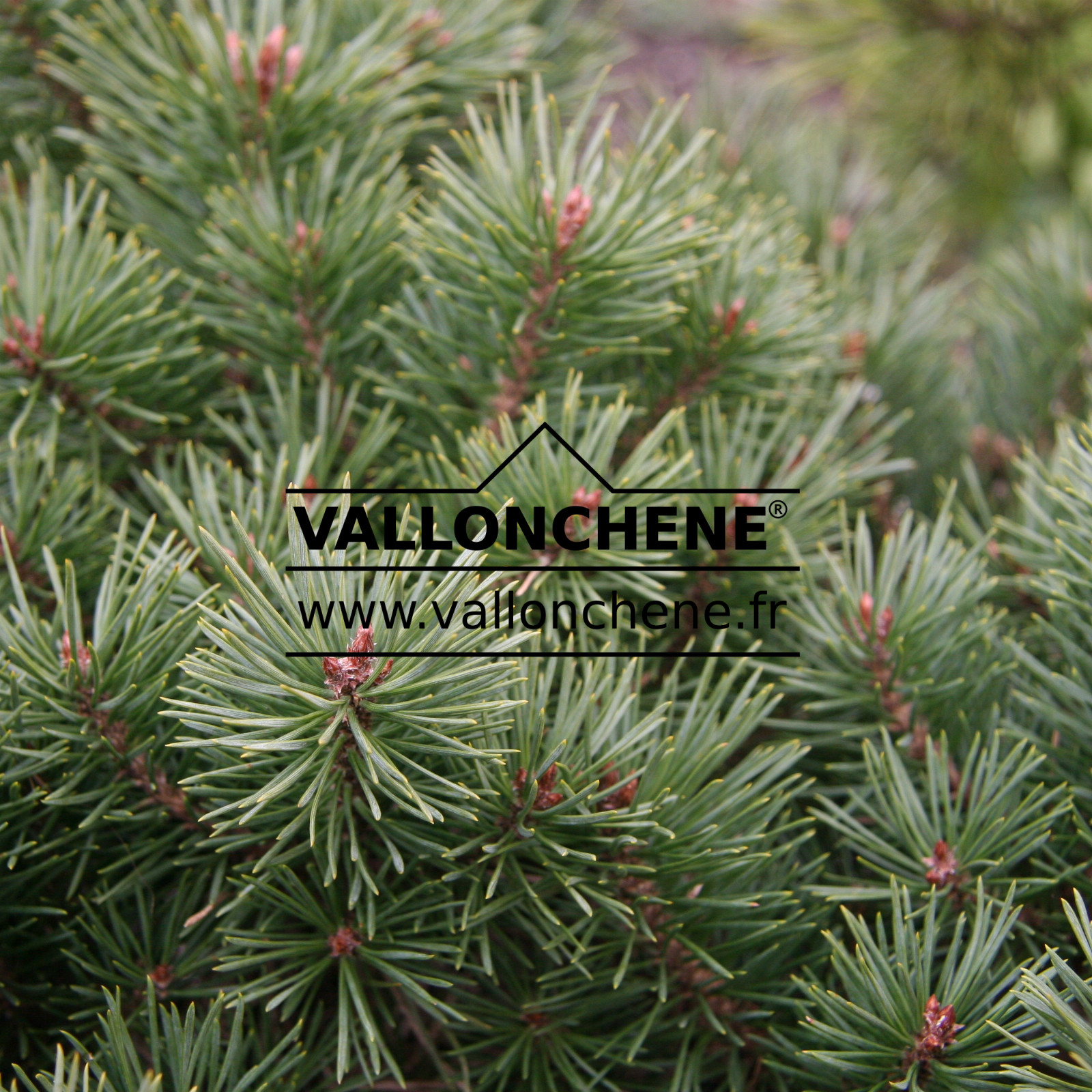 PINUS sylvestris ‘Sandringham’ en Mars