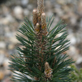 PINUS thunbergii 'Kotobuki' en Mars