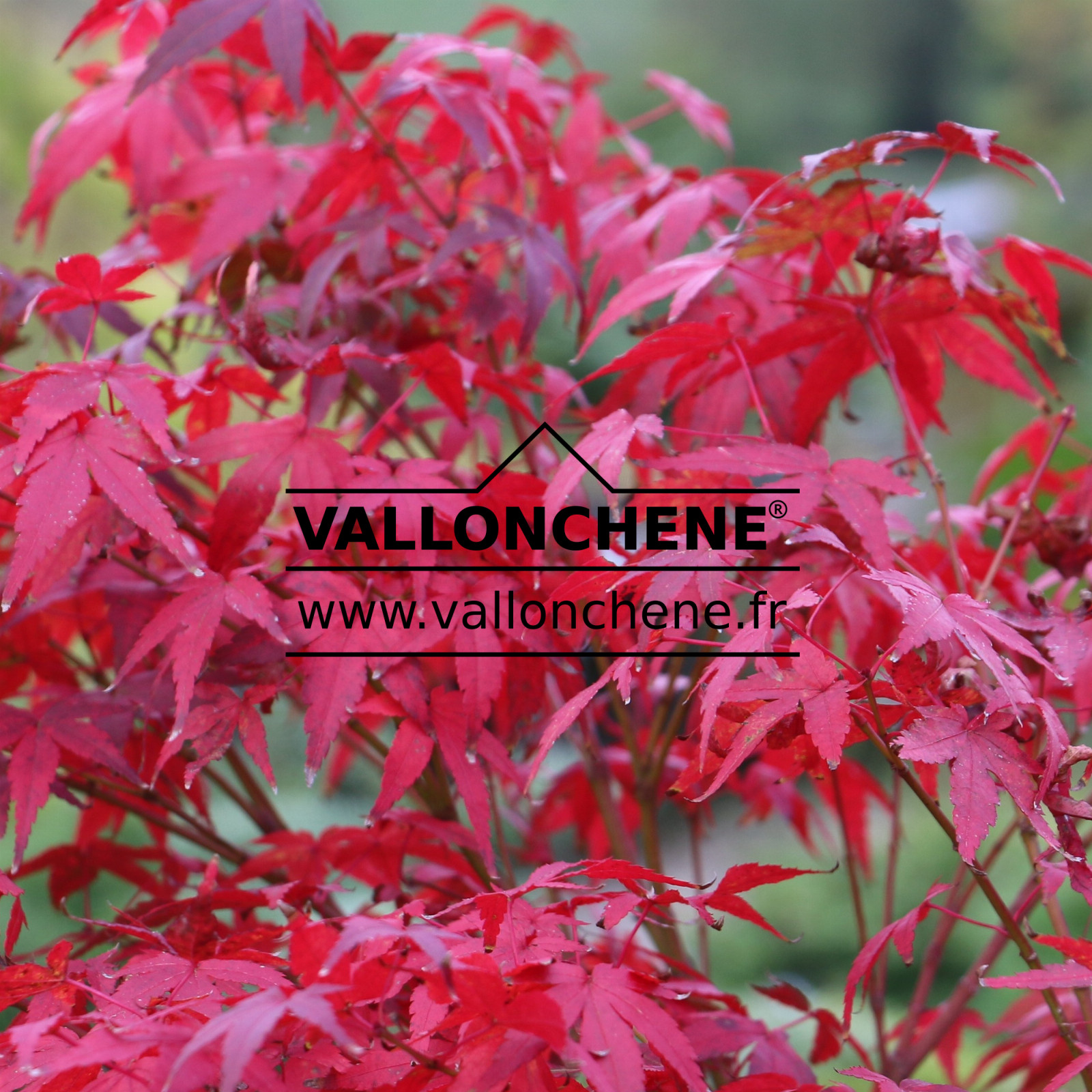 ACER palmatum 'Beni Otome' en Octobre