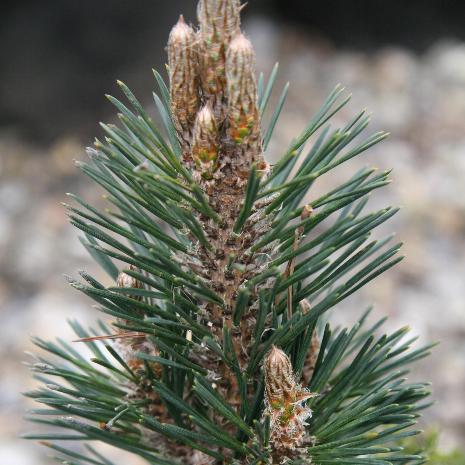PINUS thunbergii ‘Kotobuki’ en Mars